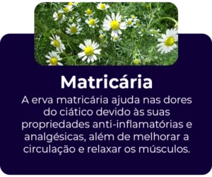 Matricaria-ingrediente2.webp